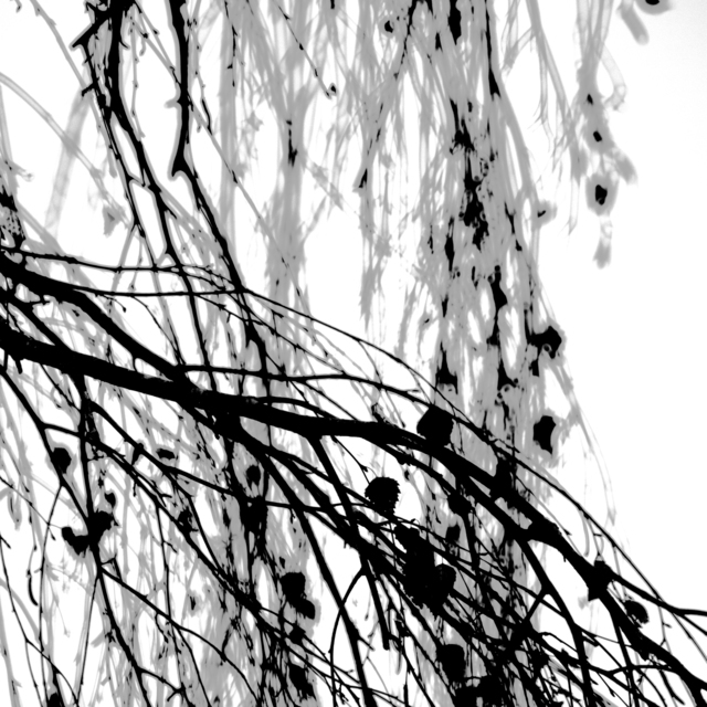 Hanging Branches IV - ID 013363