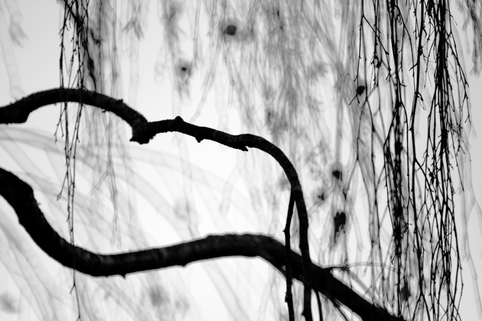 Hanging Branches V - ID 013364