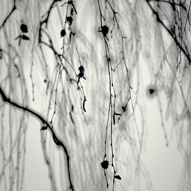 Hanging Branches IX - ID 013368