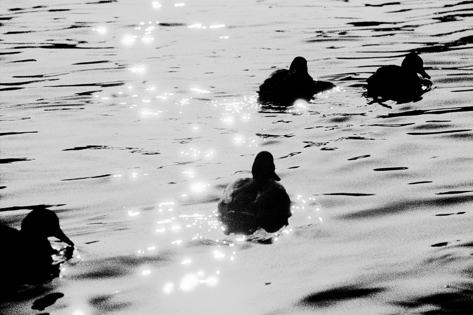 Ducks III - ID 013466