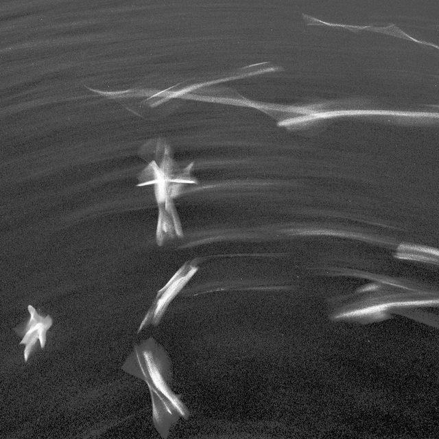 Birds over Water I - ID 013467