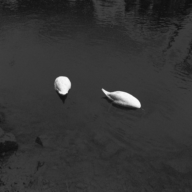 Two Swans - ID 013471
