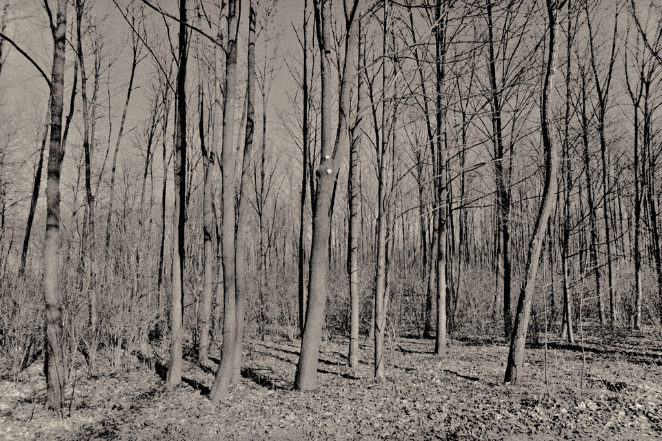 Forest I - ID 013472