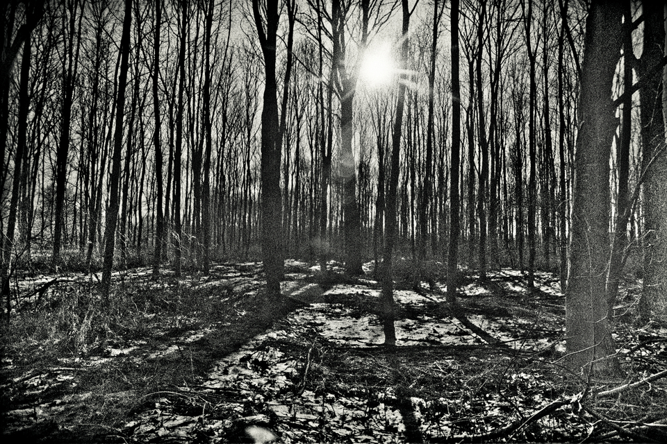 Forest II - ID 013473