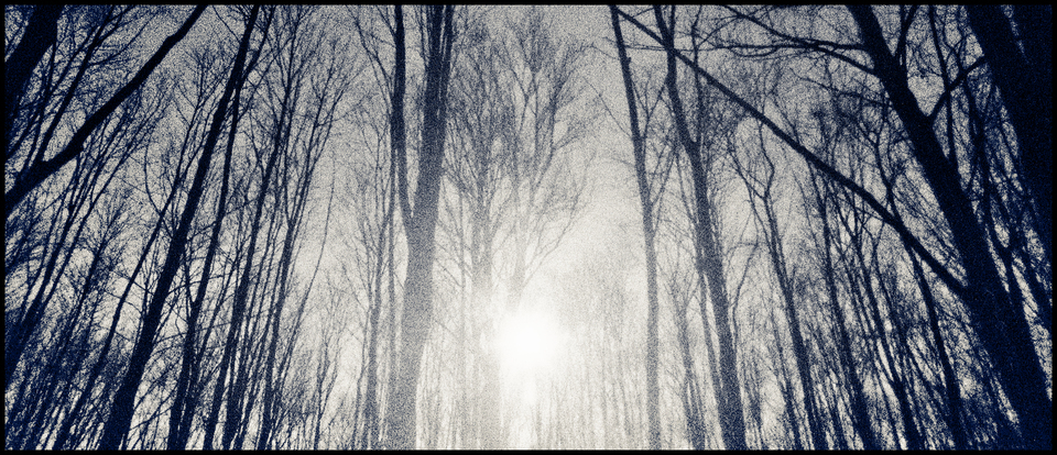 Forest III - ID 013474