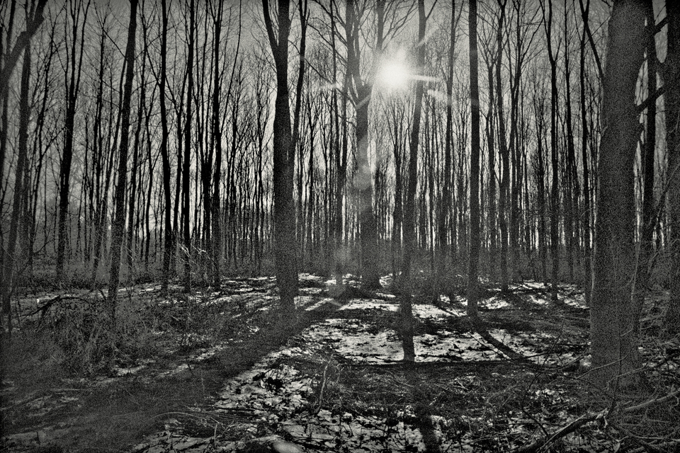 Forest IV - ID 013475