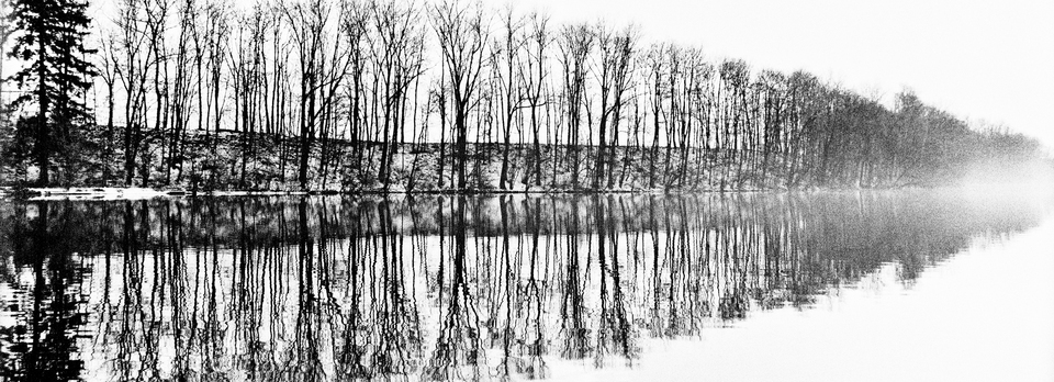 Tree Comb - ID 013485