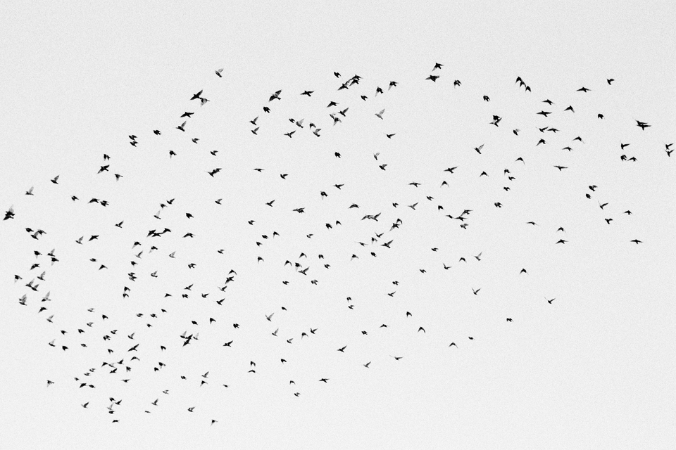 Bird Swarm - ID 013493