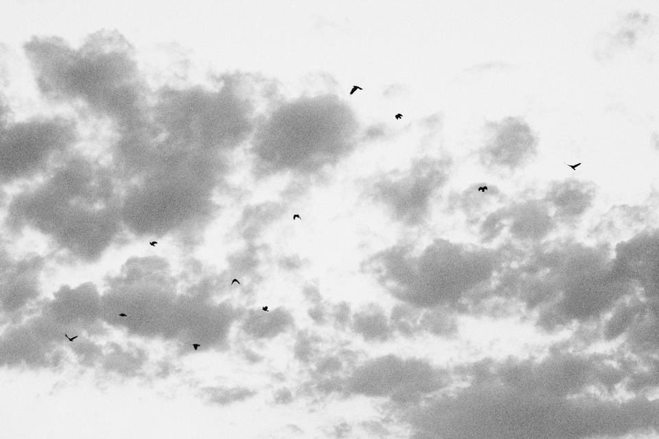Bird Swarm and Clouds - ID 013495