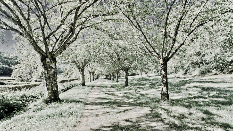 Castle Garden Alley II - ID 013508