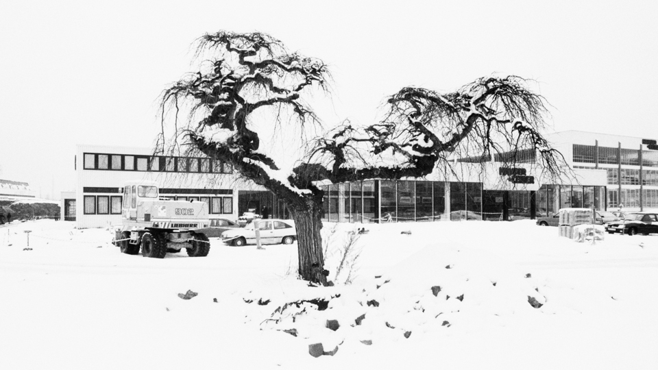 Parking the 902 under the Tree - ID 013571