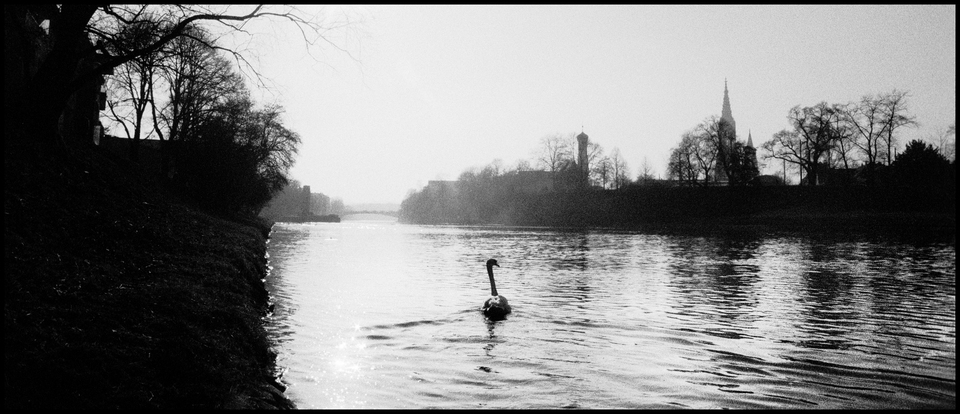 Swan on the Danube - ID 013582
