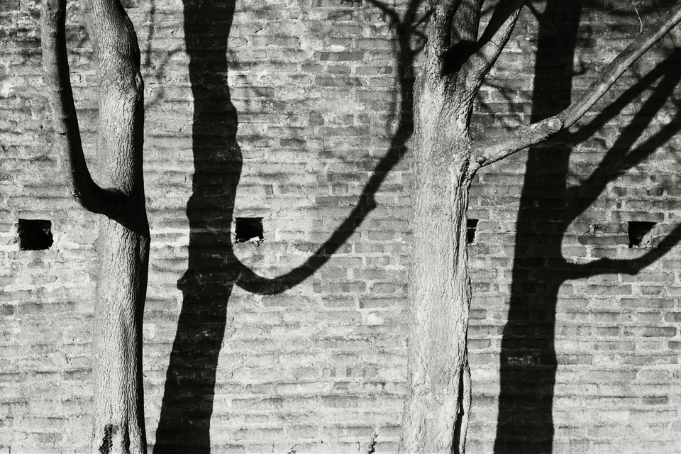 Tree Shadows - ID 013607
