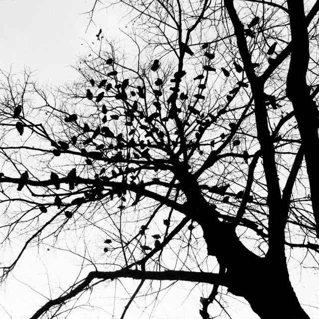 Bird on Tree I - ID 013614