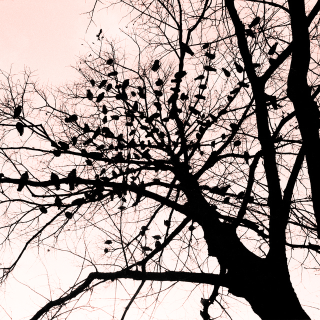 Bird on Tree II - ID 013615