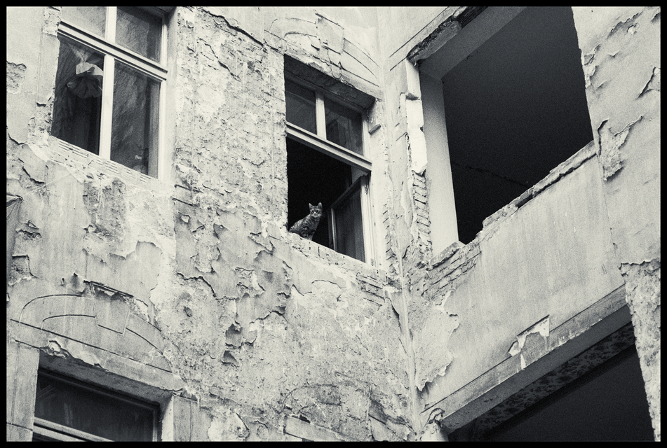 Berlin Cat I - ID 013744