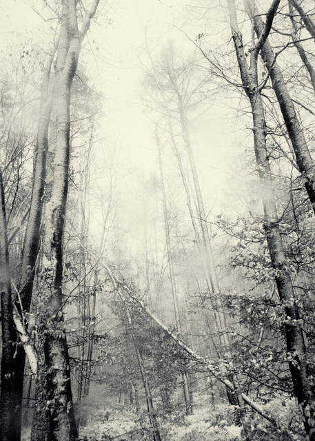 Winter Forest III - ID 013766