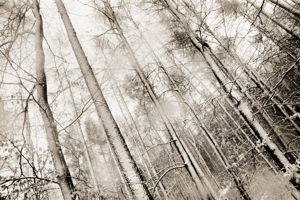 Winter Forest IV - ID 013767