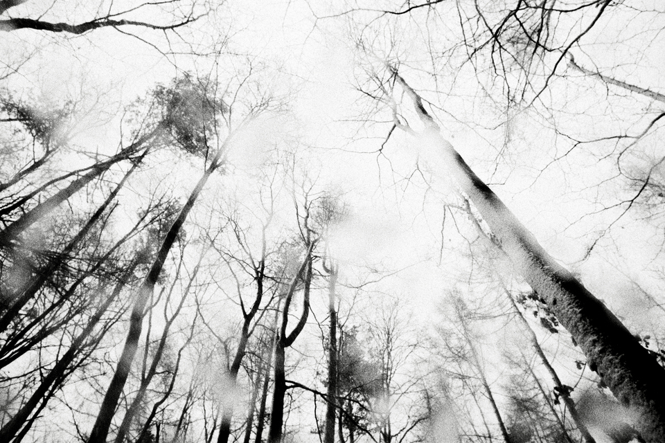 Winter Forest V - ID 013768