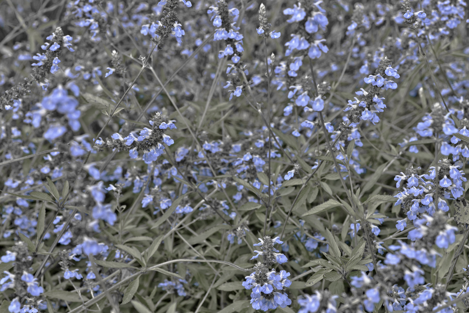 Castle Garden VI - ID 013797