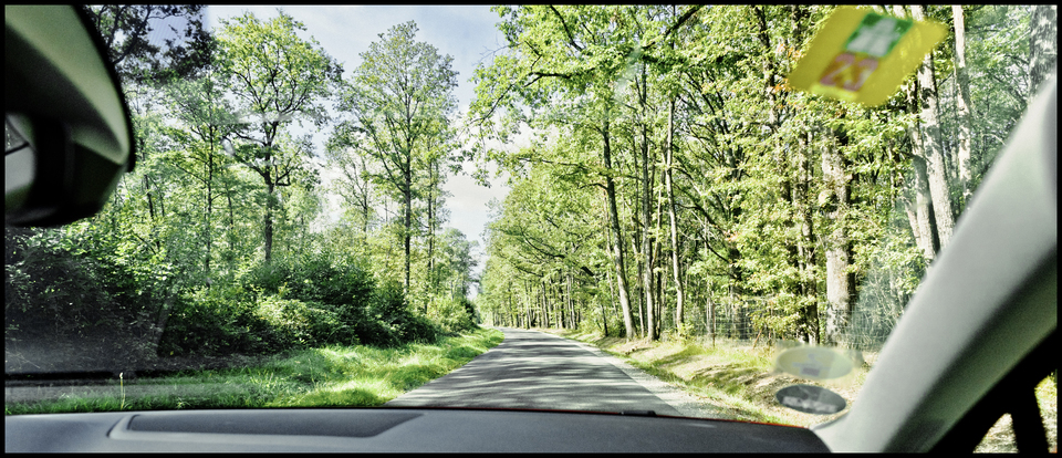 Through French Forest II - ID 013803