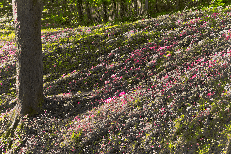 Castle Flowers V - ID 013840