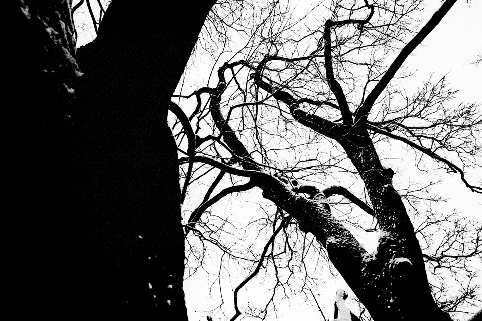 Tree in the Snow - ID 013849