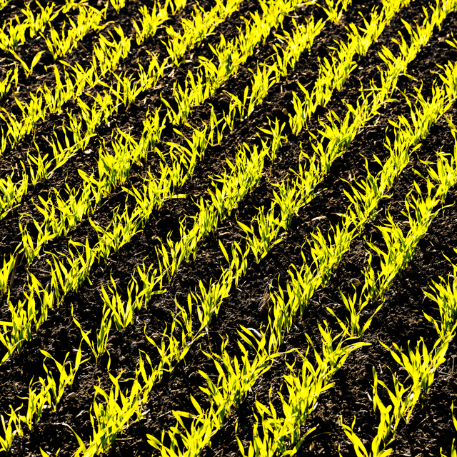 Green on Black III - ID 013970