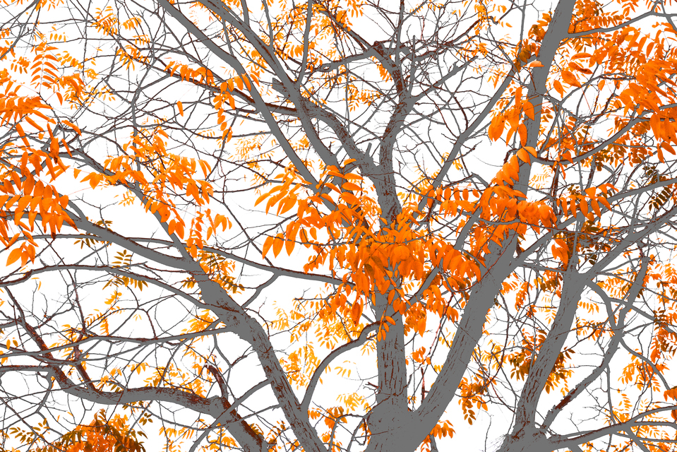 Orange on Grey White - ID 013979