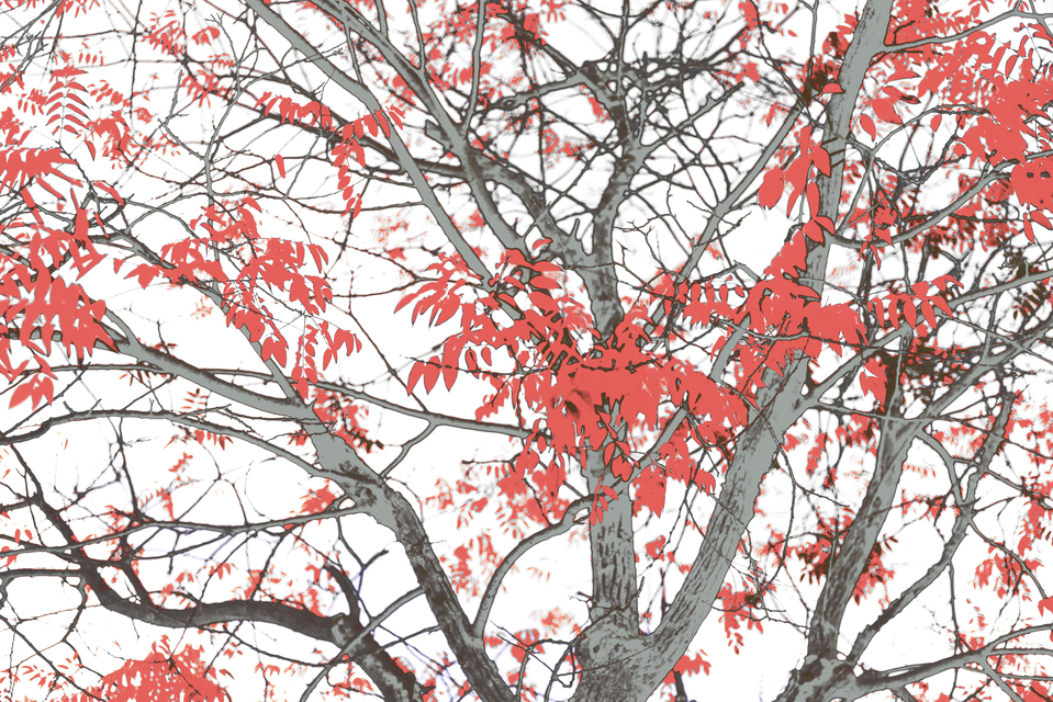 Red on Grey White - ID 013980