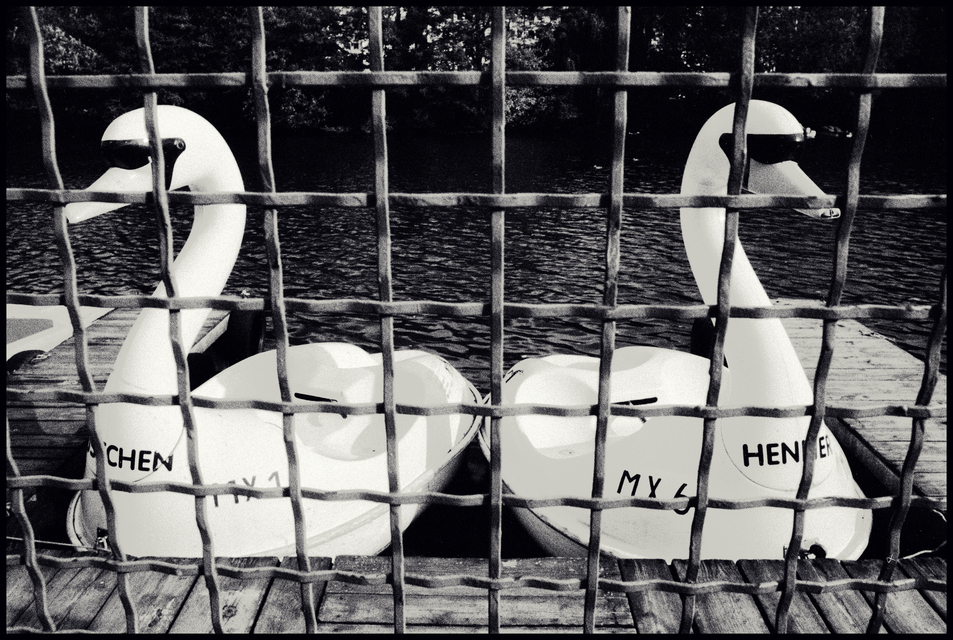 Two Swans behind the Fence I - ID 014036