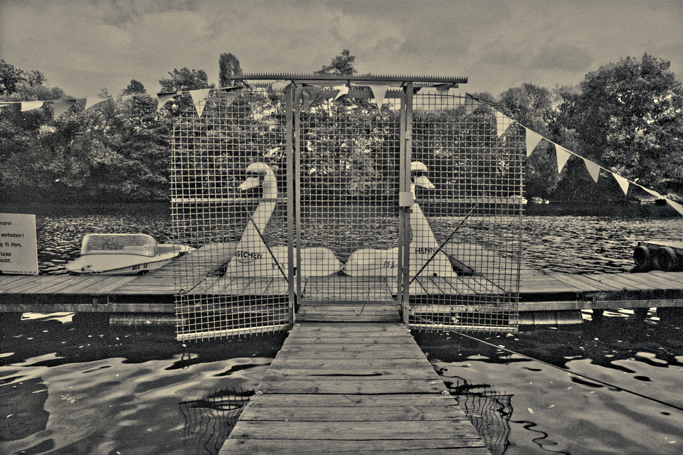 Two Swans behind the Fence II - ID 014037