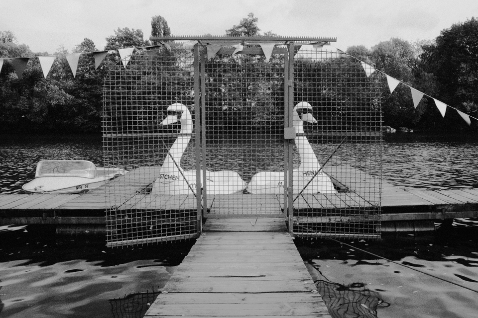 Two Swans behind the Fence III - ID 014038