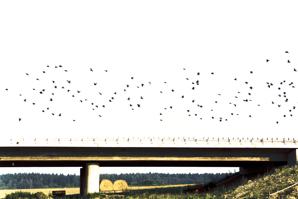 Birds using the Bridge - ID 014056