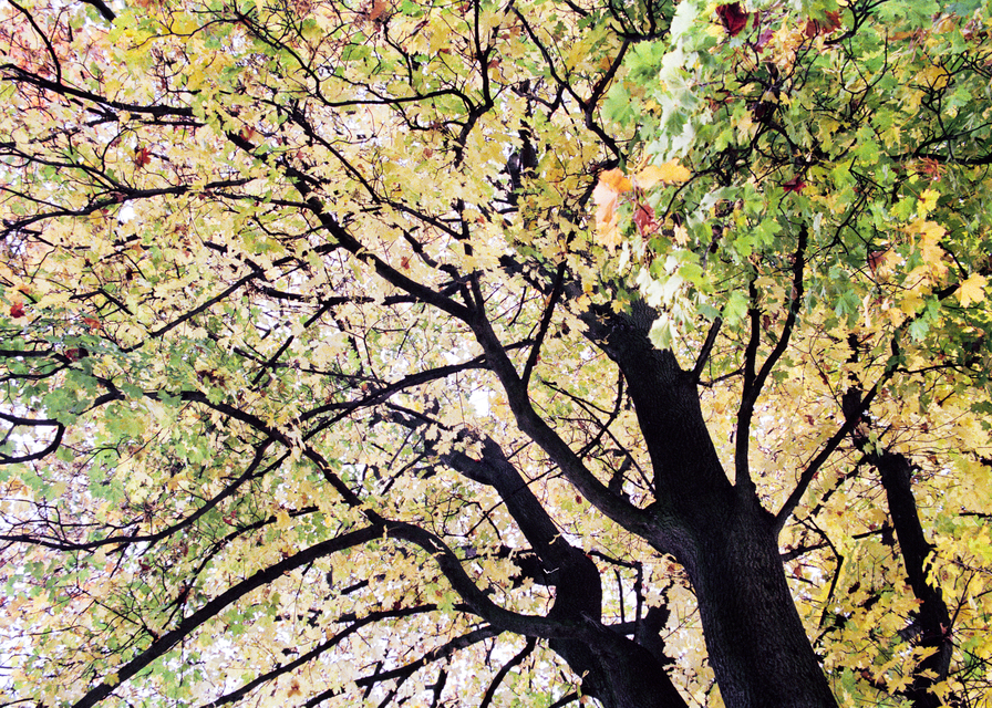 Autumn Tree - ID 014059