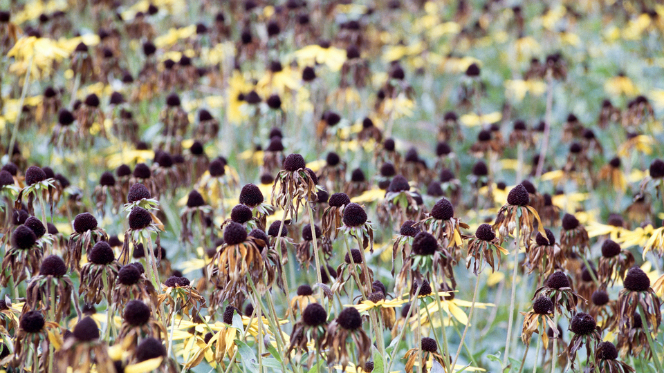 Echinacea I - ID 014061