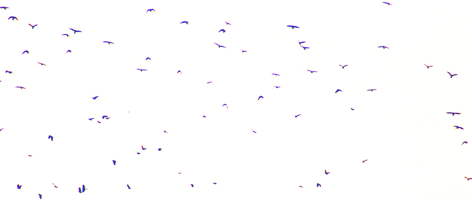 Blue Pink Birds II - ID 014068