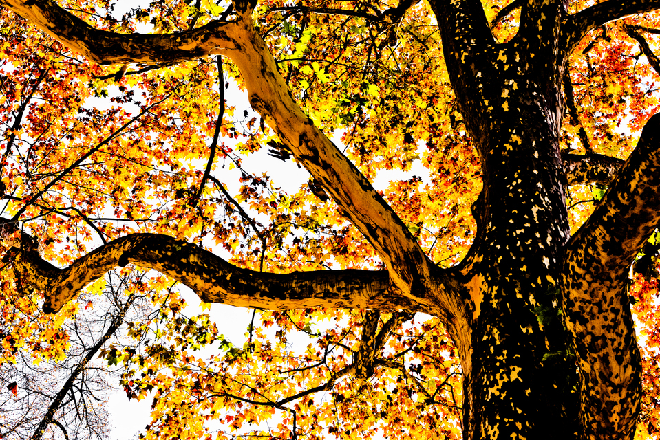Yellow Tree - ID 014104