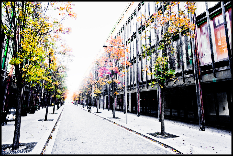 Fresh Autumn Trees II - ID 014142