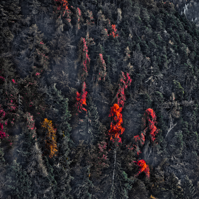 Red Trees Above Bozen - ID 014153