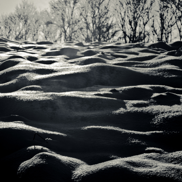 Snow Humps and Trees - ID 014216