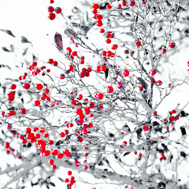 Red Berries IX - ID 014222