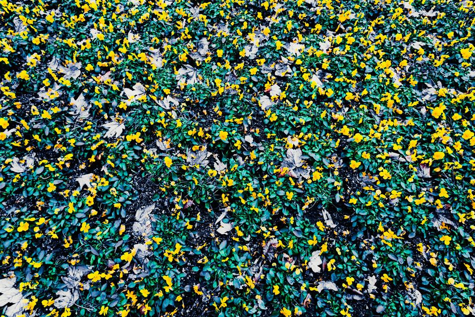 December Flowers - ID 014250