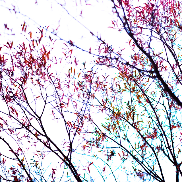 Colored Tree on White I - ID 014264