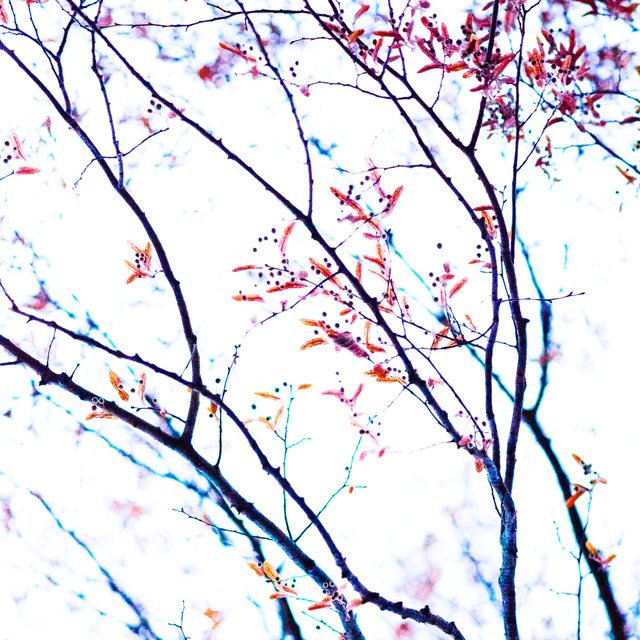 Colored Tree on White II - ID 014265