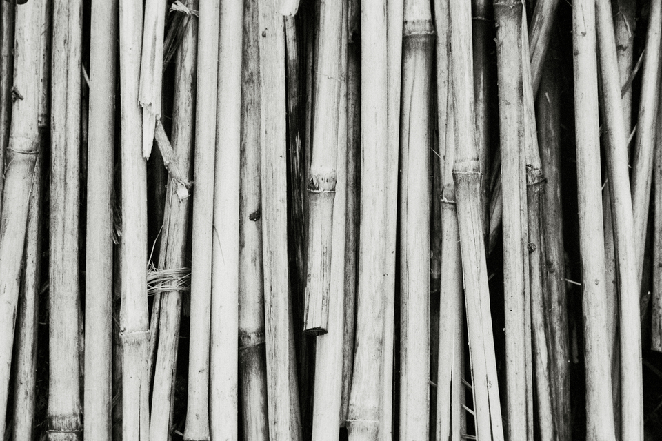 Cut Reed - ID 014279