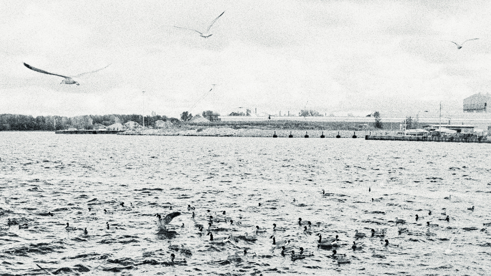 Birds at Dobbins Landing Eri II - ID 014289