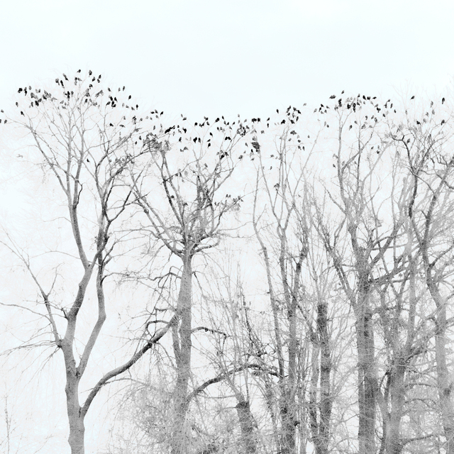Danube Raven II - ID 014308
