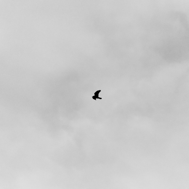 Black Raven I - ID 014311