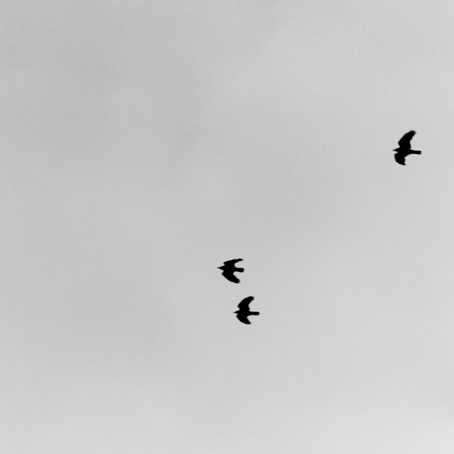 Black Raven II - ID 014312
